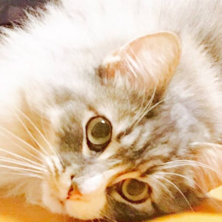 1c602f91 e95a 4226 9894 18c2eae213d0