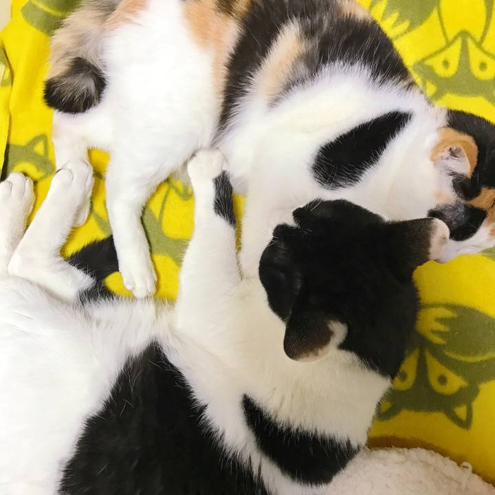 1c62d86f ab7a 41ef acc7 7a9e216cb3ab