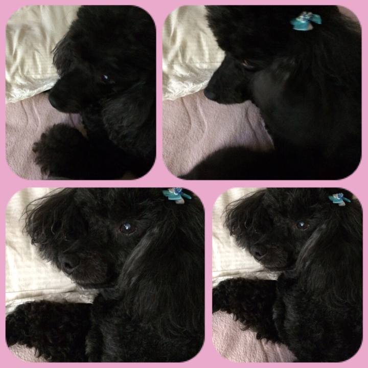 1c6a8609 c7cc 4232 9754 e937b339de16