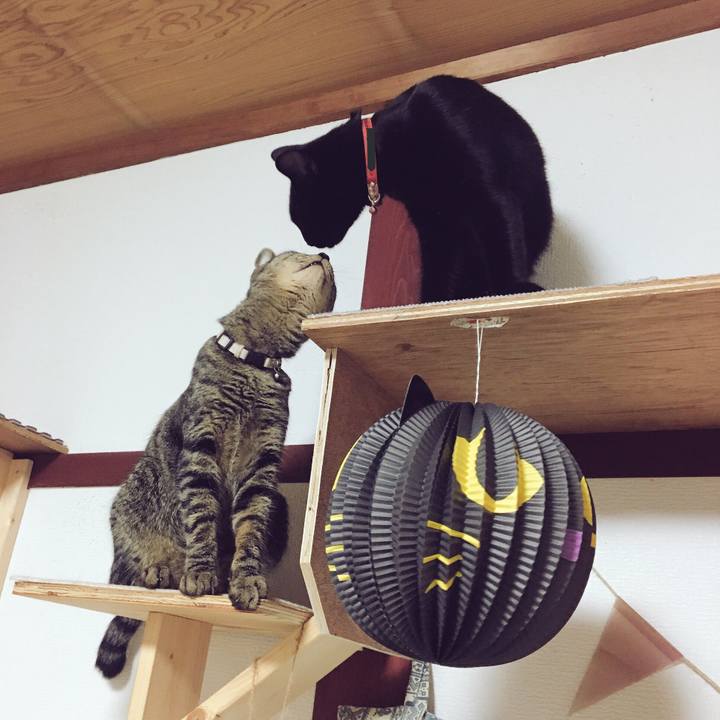 1c6e2a05 e2ba 4a91 baa9 130596715b39