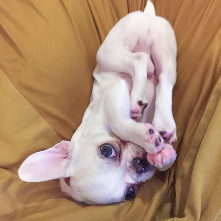 1c7167af 51ee 43db bba9 59cbbba4f0d9