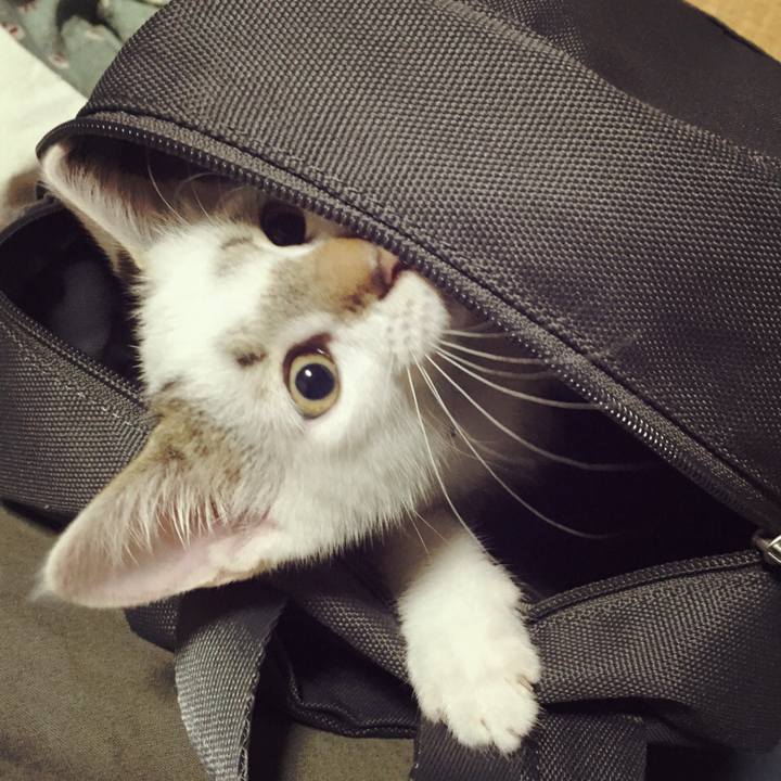 1c73e3dc c726 41af 918c 781e36d52e33