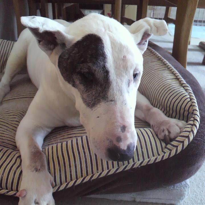 1c7c6866 3979 4de5 a062 21c3dece54b1