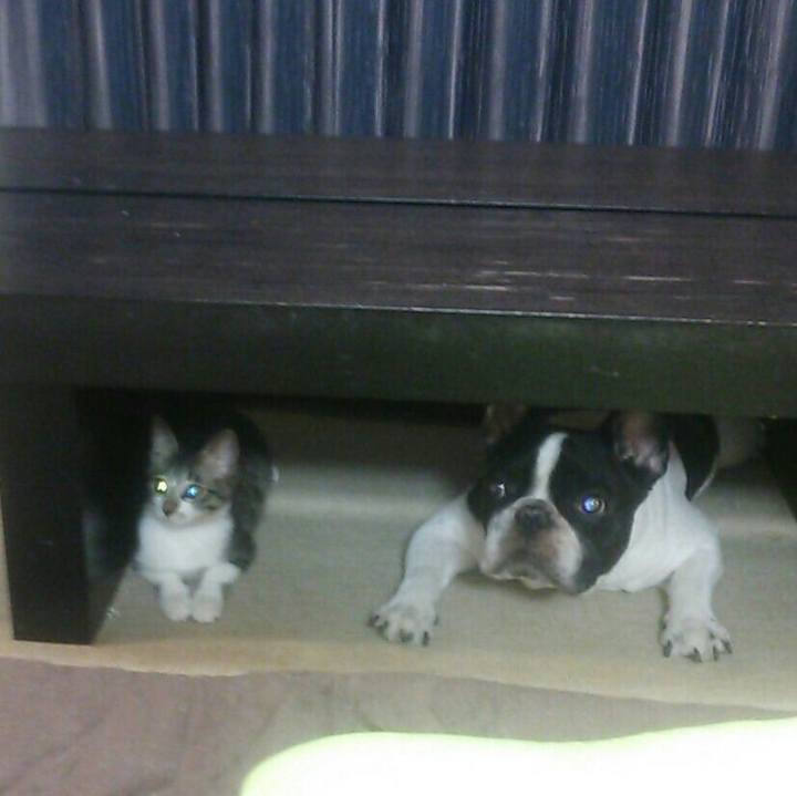 1c84ba64 1ead 4505 bec8 8580ec4a2541