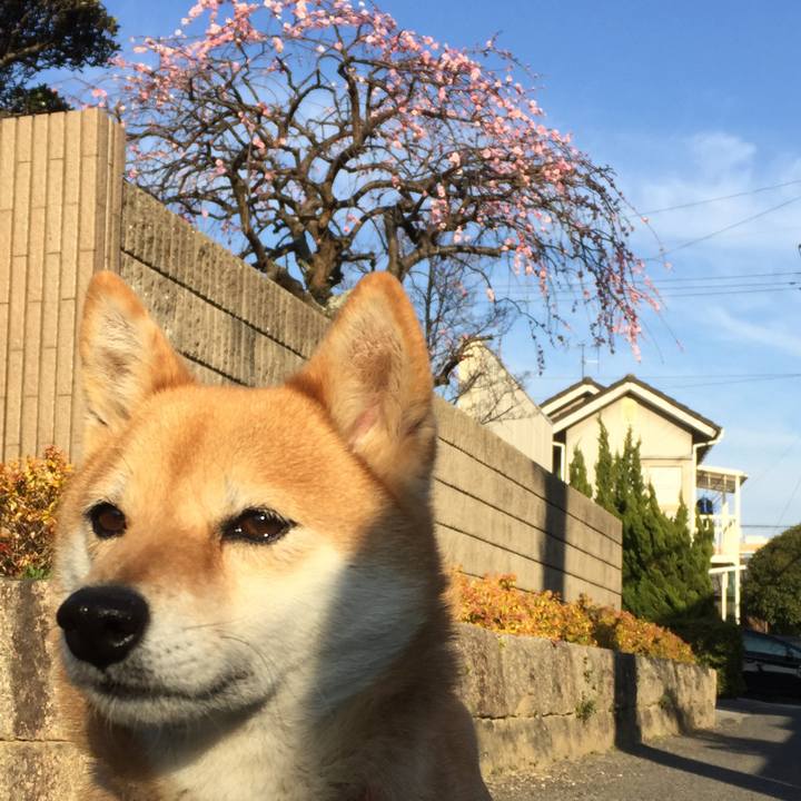 1c872120 becc 419b 9bf8 332374b73cd4