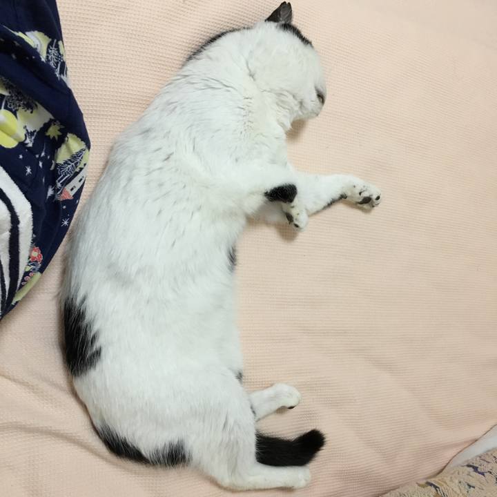 1c8ff49a b9c5 4700 9803 fcead418c4eb