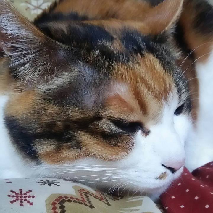 1c9236a4 cf9b 4a78 b036 ecf7f12c2c04