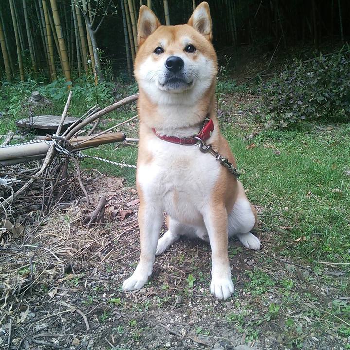 1c9498f8 4d90 4a80 b870 a31532e45534