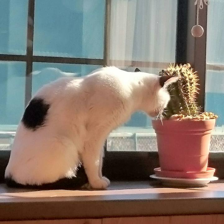 1c958b7c ee47 49ed a216 f91b89e32248