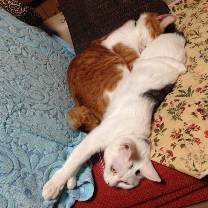 1c972dc2 1c91 4f77 9ad0 265ecc06b6cb