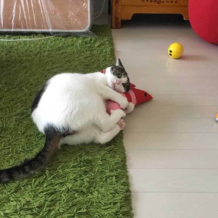 1c988e03 fc90 4ec9 88de d3698b98383c