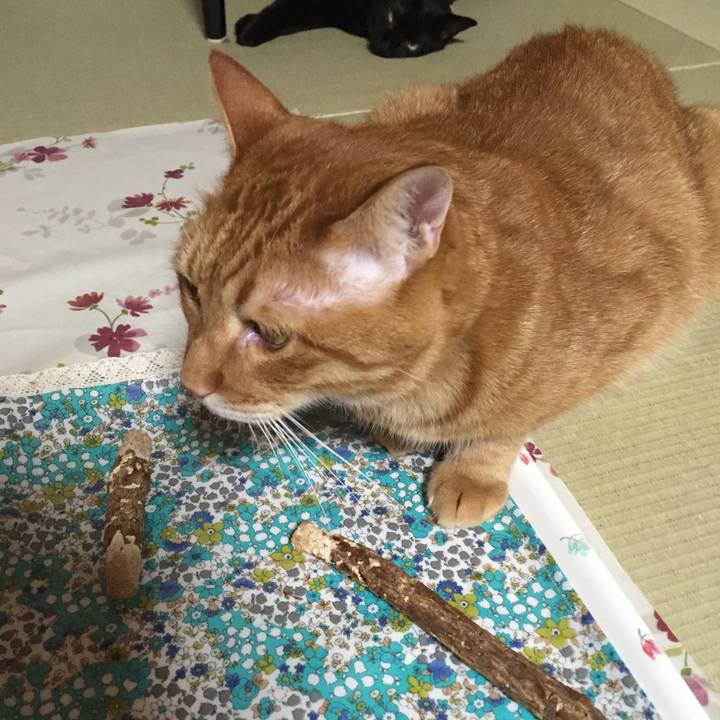 1c9af0b1 72a6 427b b82a 8352b640a9b2