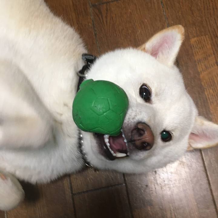 1ca7e264 2faf 426e 836a 4f6da4e186ec