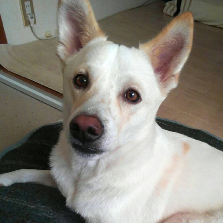 1cabd38f e80b 4a00 8d1e 2e5c0c5bb55c