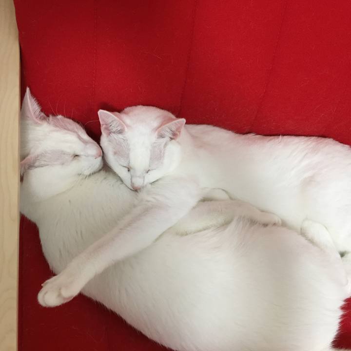 1cae321e ab85 417e baea b26ad7d8579e