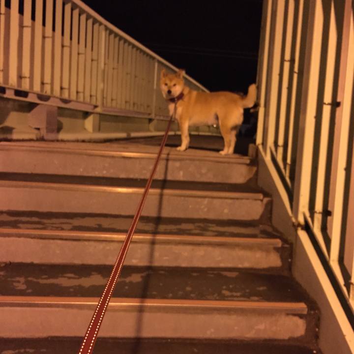 1cb45afc 54d7 49d1 8a19 9c36deb656d8