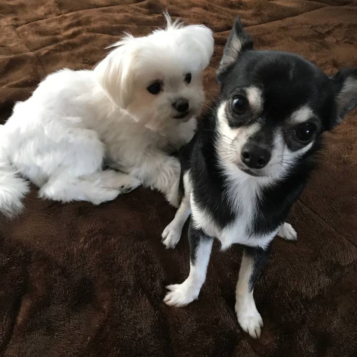 1cb98394 e5de 4f7e a01b f59edafe45b7