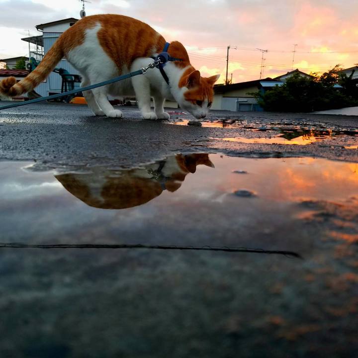 1cbbb61b 08bf 4407 a4fb d4725dde471f