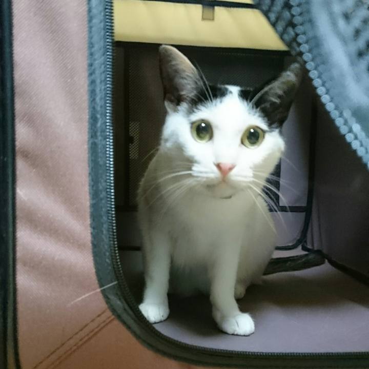 1cbc7e33 e56e 431d b872 311468f68879