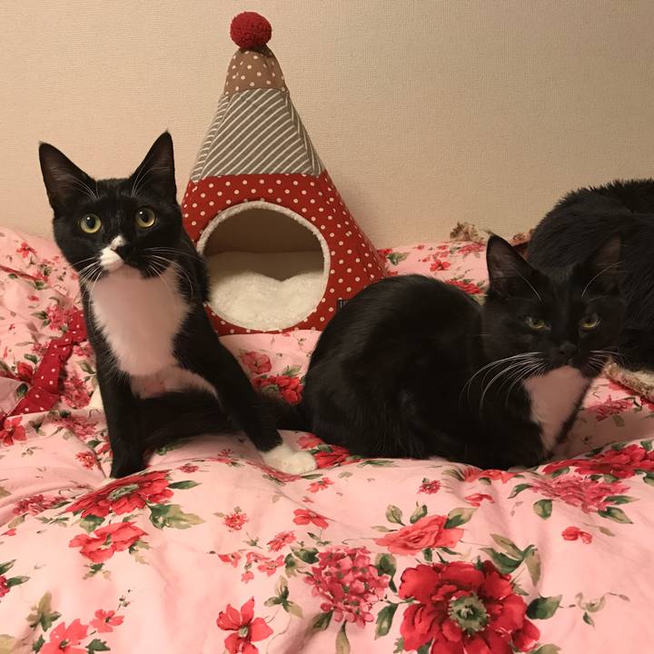 1cbd4b6e 13ce 4338 a571 ad071ac1c774