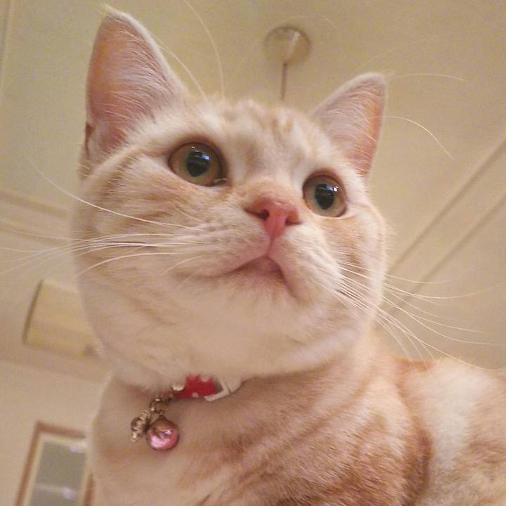 1cbecd4e 3c3e 4fc8 8ef7 e54c509016a4