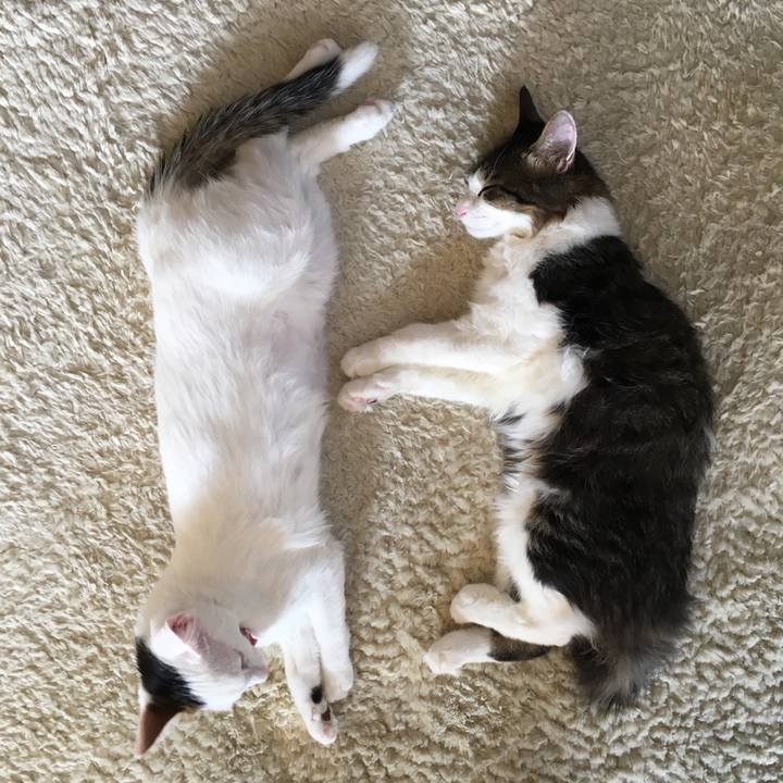 1cc07c60 290b 4fb8 9644 1ccb88f85714