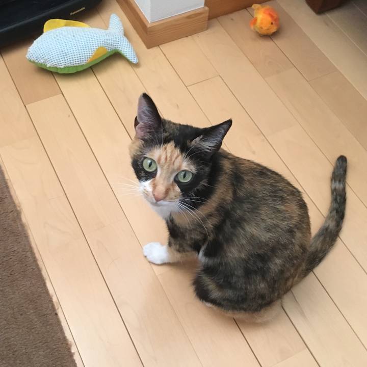 1cc8d531 ef8b 41a5 8b86 53bdce278121