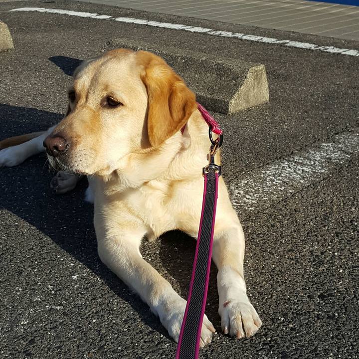 1ccc1785 89cf 4813 bee9 3bd4a6b1f8a4