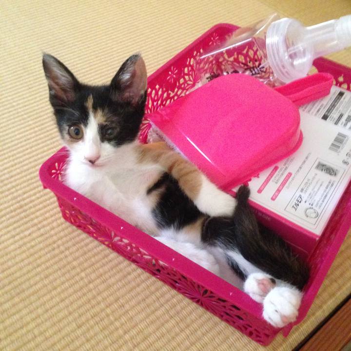 1cd493b1 5c1d 4dcc a355 e1dce8bbb210