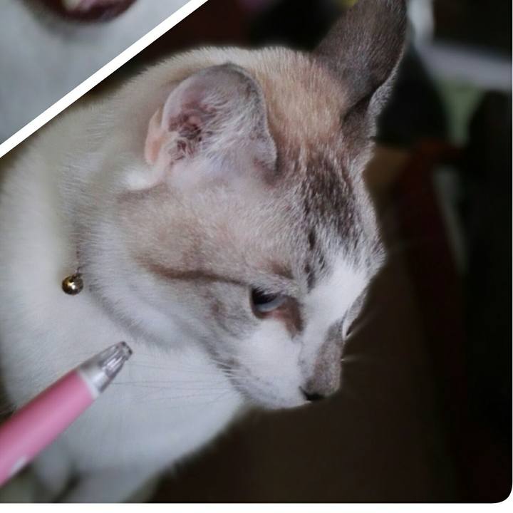 1cd695c6 bdfb 4e3d ac37 57b070655244