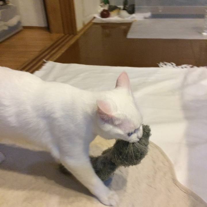 1cdcf068 0ca4 482b a9ff 82131ee5146a