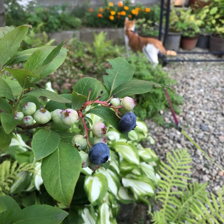 1cdd2cdc dd93 414c b23f 21bc71c8b2a2