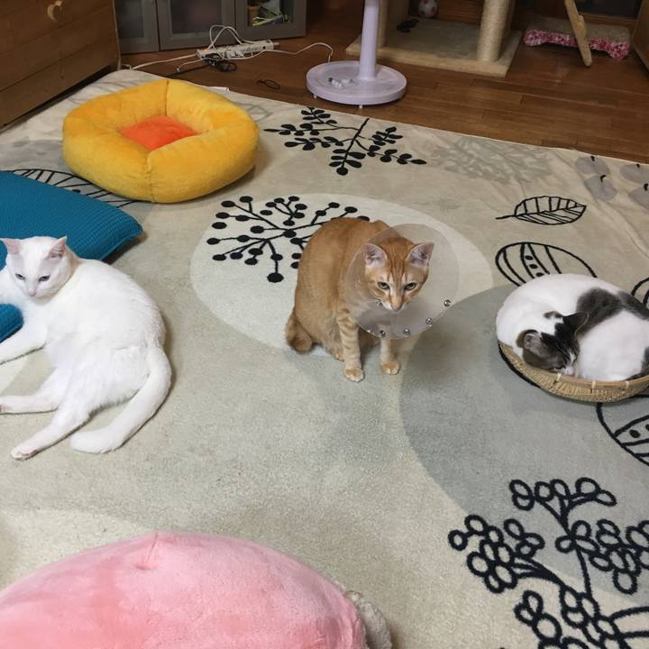 1ce7e1fe 12ff 4008 a597 4c851d3eb6df