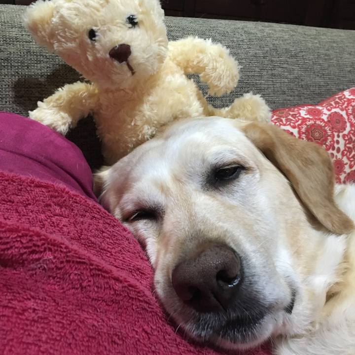 1ce81c6e f5c8 4d9f b4d8 9363418de3d2