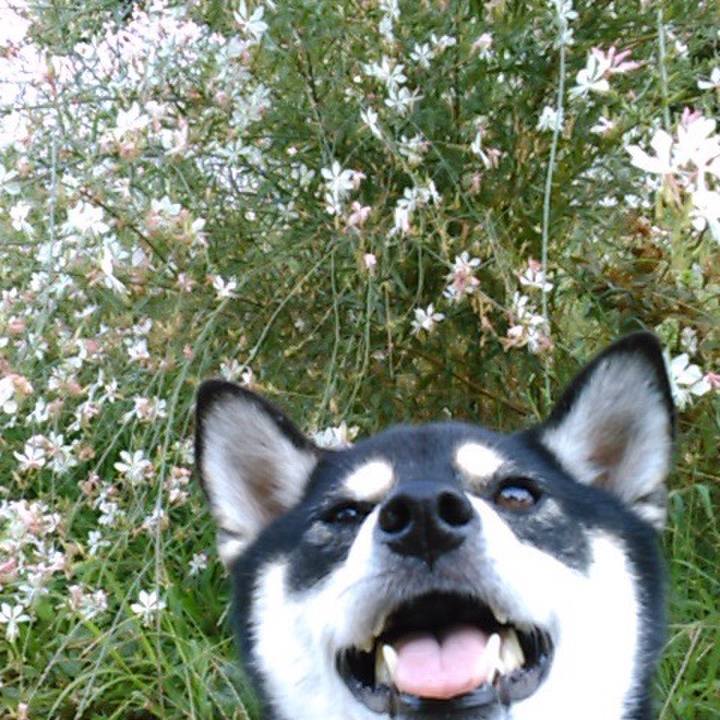 1cea7c5e 173a 4ae7 9053 9b9a42160eae