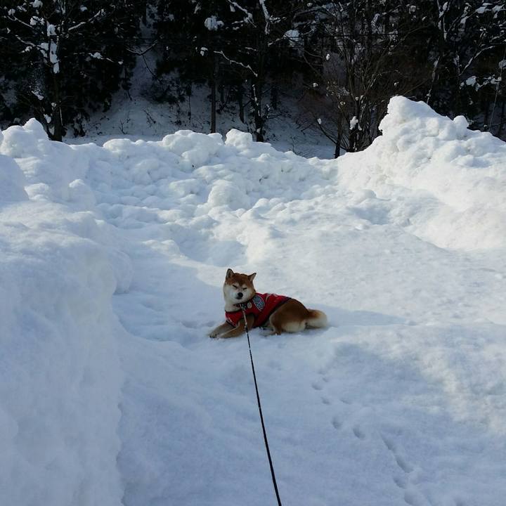 1ced9dca 2819 4247 9e7e 5c7f1fbd7e87