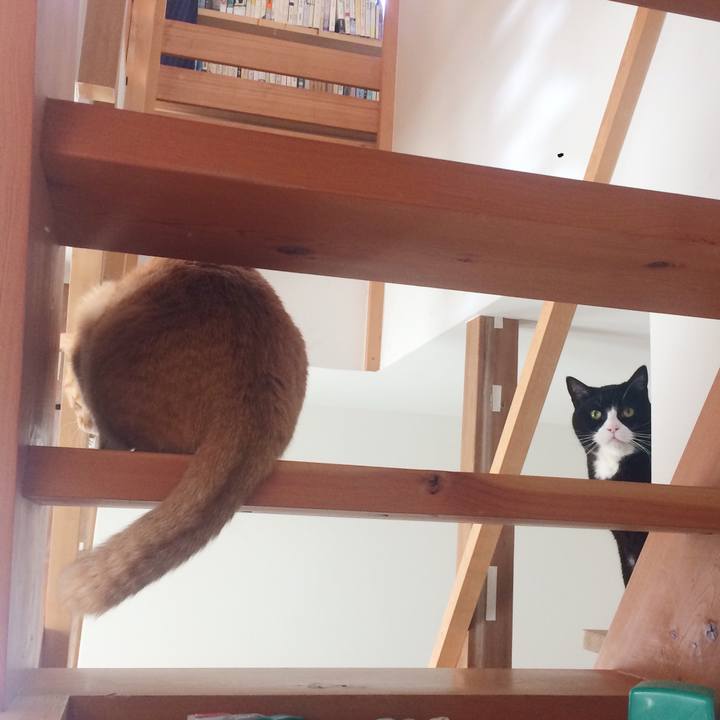 1cf902cc b184 4478 82c0 e26a9b0b099d