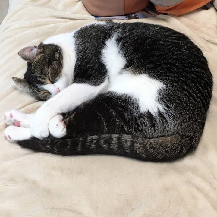 1cfc4986 96f6 43c6 9a90 5dcddccb255f