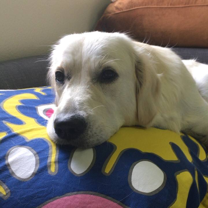 1cfe5076 63bb 426a b9fd 1cf6f662d300