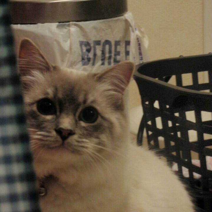 1d0774c9 69be 44ce 82e3 a8debaf57d88