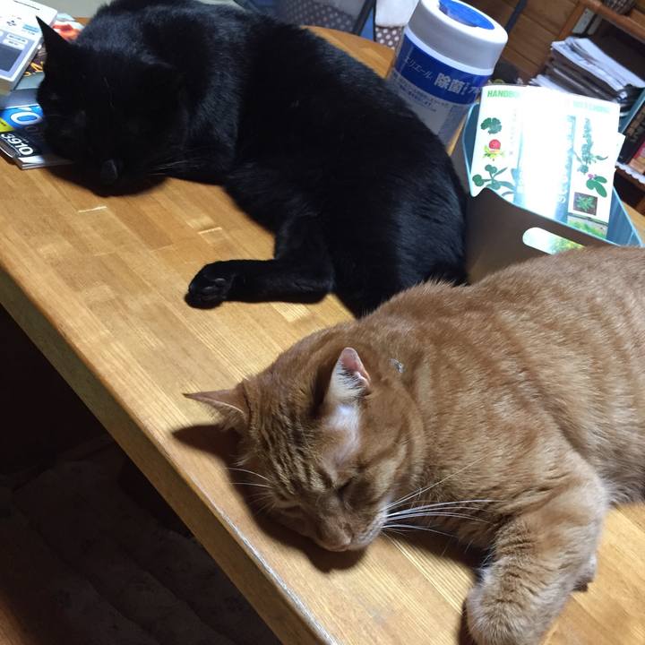 1d0cc93d 1fd9 4bab a8a1 c0251321eacc