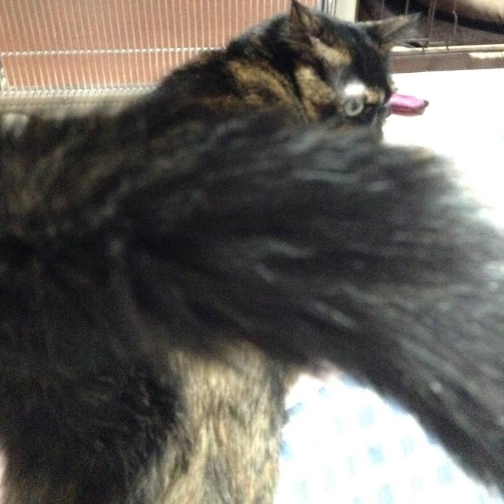 1d155ac1 ab12 4783 a858 689067af8234