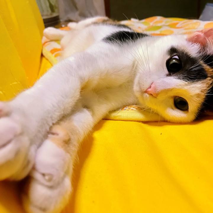 1d1a8c70 aba3 4b1c b97b 089ffe387c54