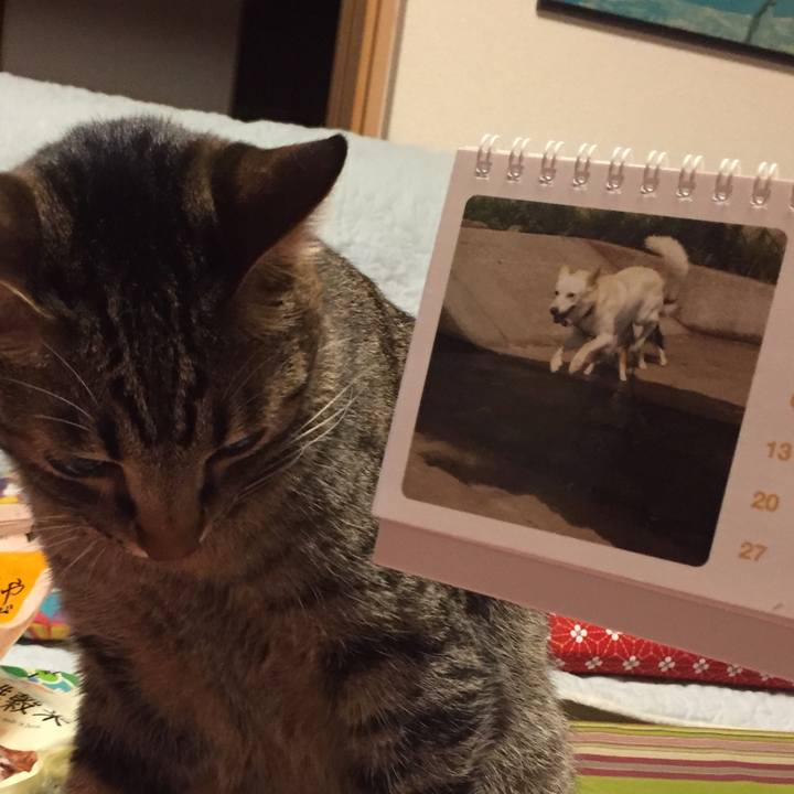 1d32dcea 5643 44ba 8f86 1f70e73d214a