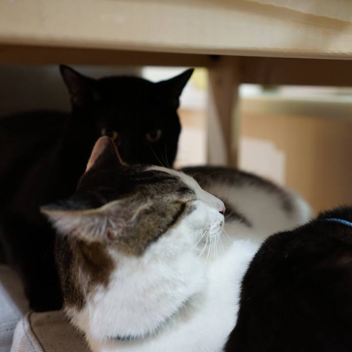 1d473dc9 f16d 40c3 8293 c5f18dcc54ee