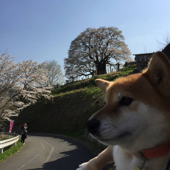 1d55e26e 4556 432d 91bf 7b919e51ad06