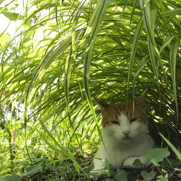 1d772ee4 0f56 4c58 9d0e ea9d9967b2ec