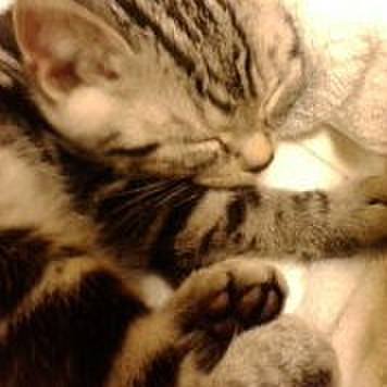 1d813439 b982 4cb0 99b5 f424c93ef515