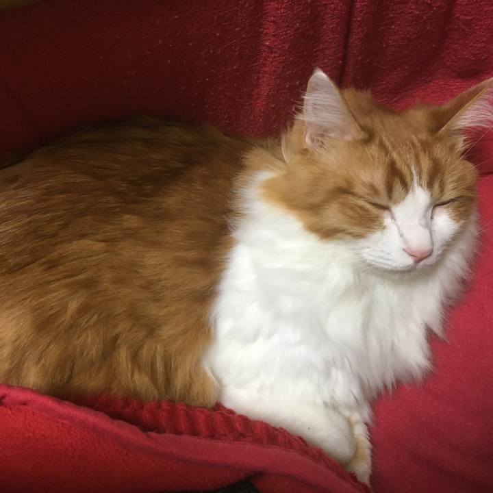 1d95dab8 a5ca 4e2c 8a06 94604b346811