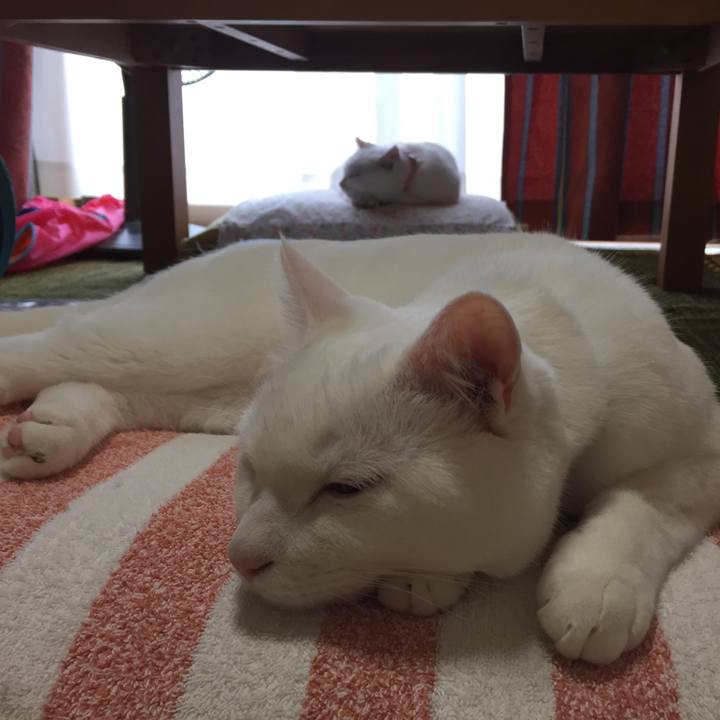 1d96297d a264 44b7 b9bf efb1decf3a8a